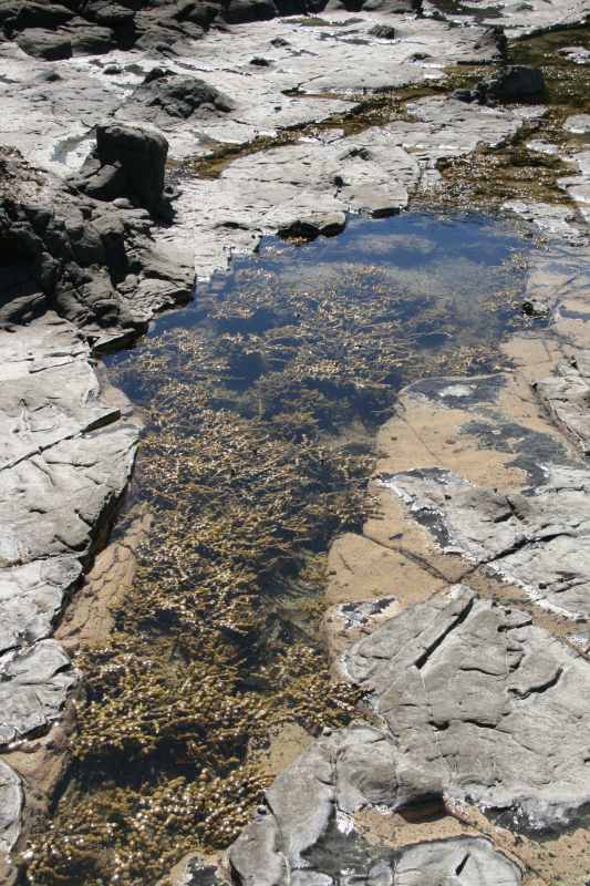Nieuw-Zeeland 2011 - 1816
